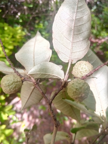 Croton catati · iNaturalist