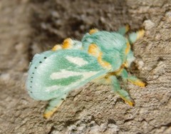 Coenobasis amoena