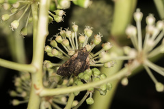 Hemiglaea horiei
