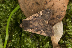 Hemiglaea horiei
