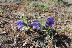 Pulsatilla ambigua