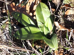 Himantoglossum hircinum