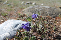 Pulsatilla ambigua