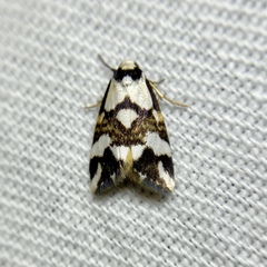 Thallarcha staurocola