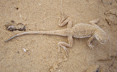 Phrynocephalus guttatus