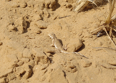 Phrynocephalus guttatus