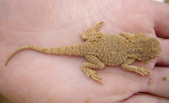 Phrynocephalus mystaceus