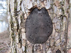 Biscogniauxia atropunctata