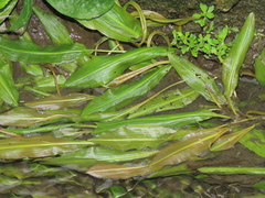 Potamogeton wrightii