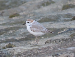 Charadrius dealbatus