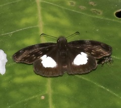 Potamanaxas latrea