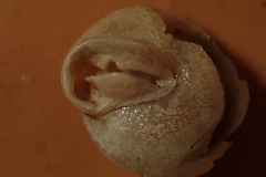 Stenotrema labrosum