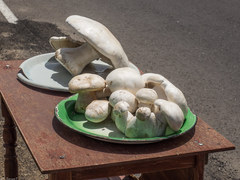 Leucopaxillus lepistoides