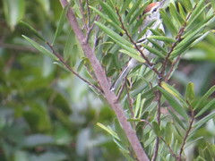 Herpsilochmus