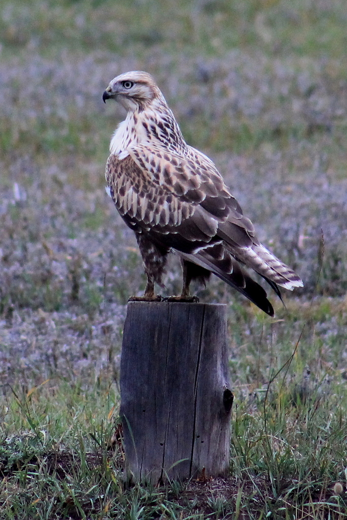 Upland Buzzard from Баяндаевский р-н, Иркутская обл., Россия on ...