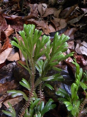 Selaginella epirrhizos