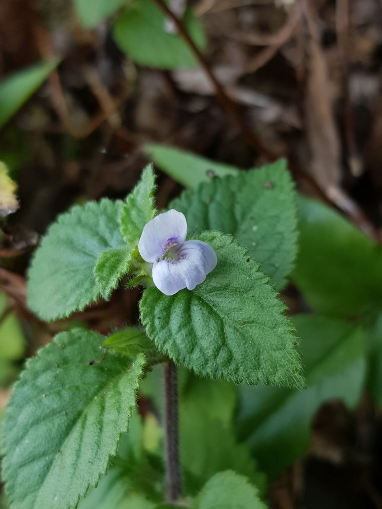 Adenosma javanica (Adenosma javanica)