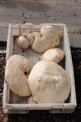 Leucopaxillus lepistoides