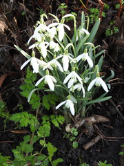 Galanthus nivalis