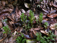Selaginella epirrhizos