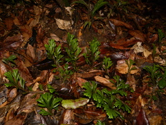 Selaginella epirrhizos