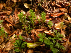 Selaginella epirrhizos
