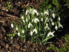 Galanthus nivalis