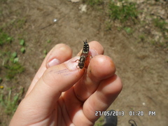 Staphylinus erythropterus