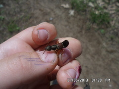 Staphylinus erythropterus