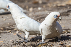 Cacatua sanguinea gymnopis
