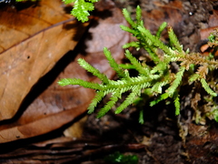 Selaginella porelloides