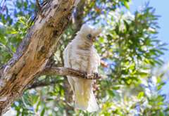 Cacatua sanguinea gymnopis