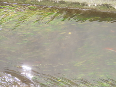 Potamogeton wrightii