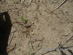 Staphylinus erythropterus