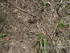 Staphylinus erythropterus