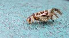 Graphopsocus cruciatus