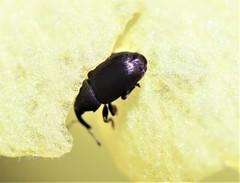 Eudelodes bicolor