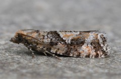 Zeiraphera canadensis