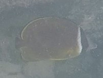 Chaetodon auripes