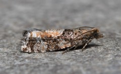 Zeiraphera canadensis