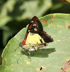 Myscelus perissodora