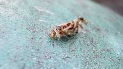 Graphopsocus cruciatus