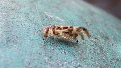 Graphopsocus cruciatus