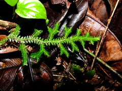 Selaginella porelloides