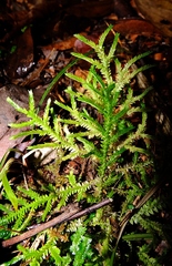Selaginella porelloides