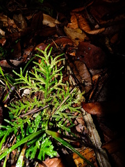 Selaginella porelloides