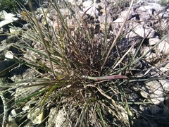 Helictochloa bromoides bromoides