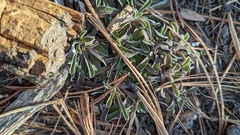 Antennaria marginata
