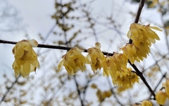 Chimonanthus praecox