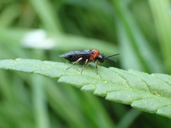 Eutomostethus ephippium